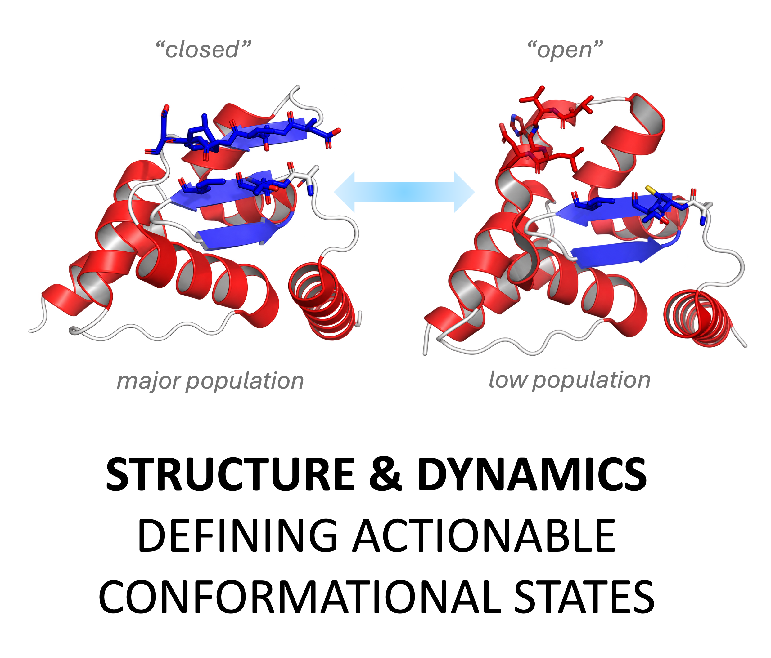 Closed and open conformational states showing major and low-population states