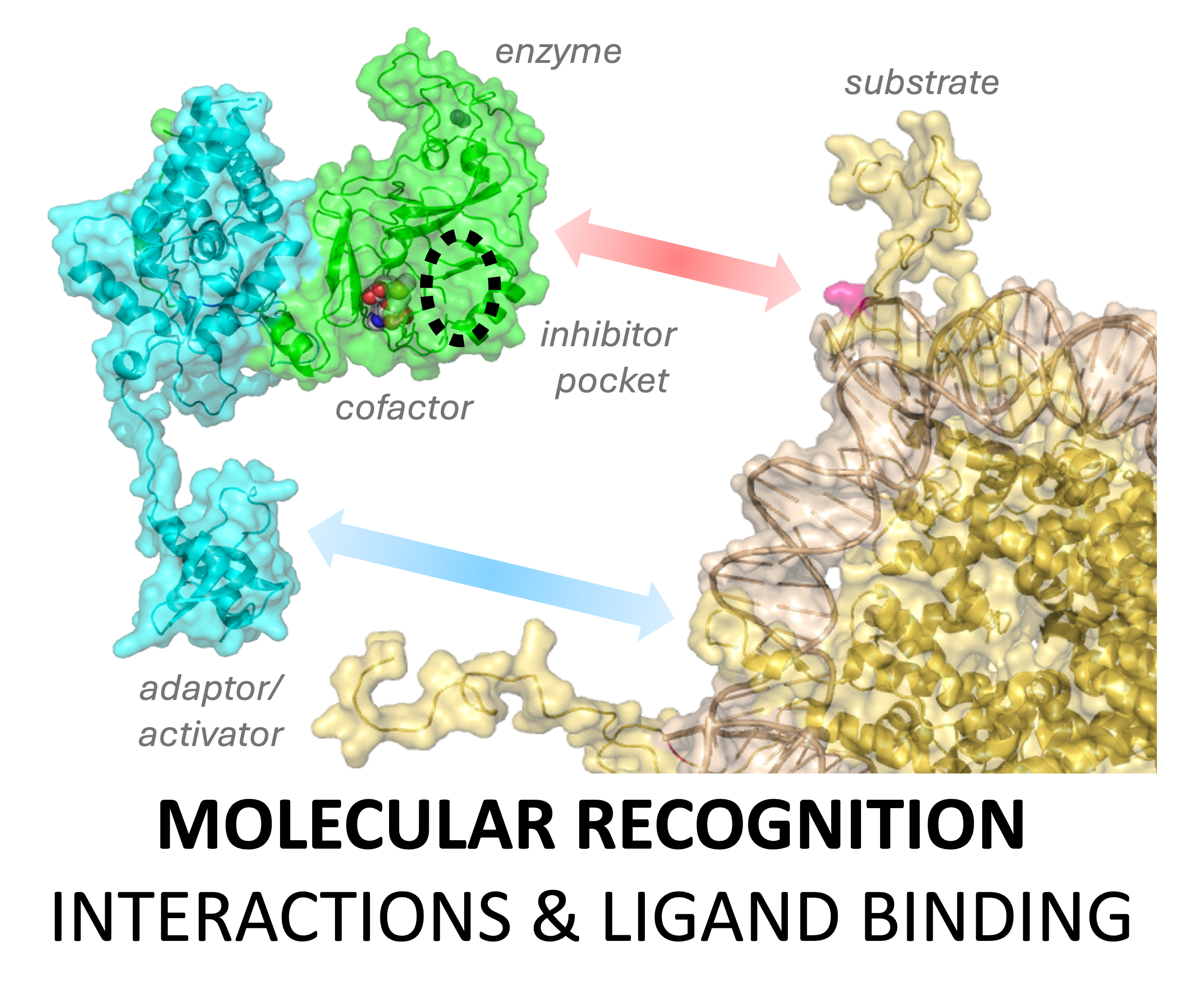 Molecular recognition among enzyme, substrate, cofactor, adaptor and inhibitor pocket