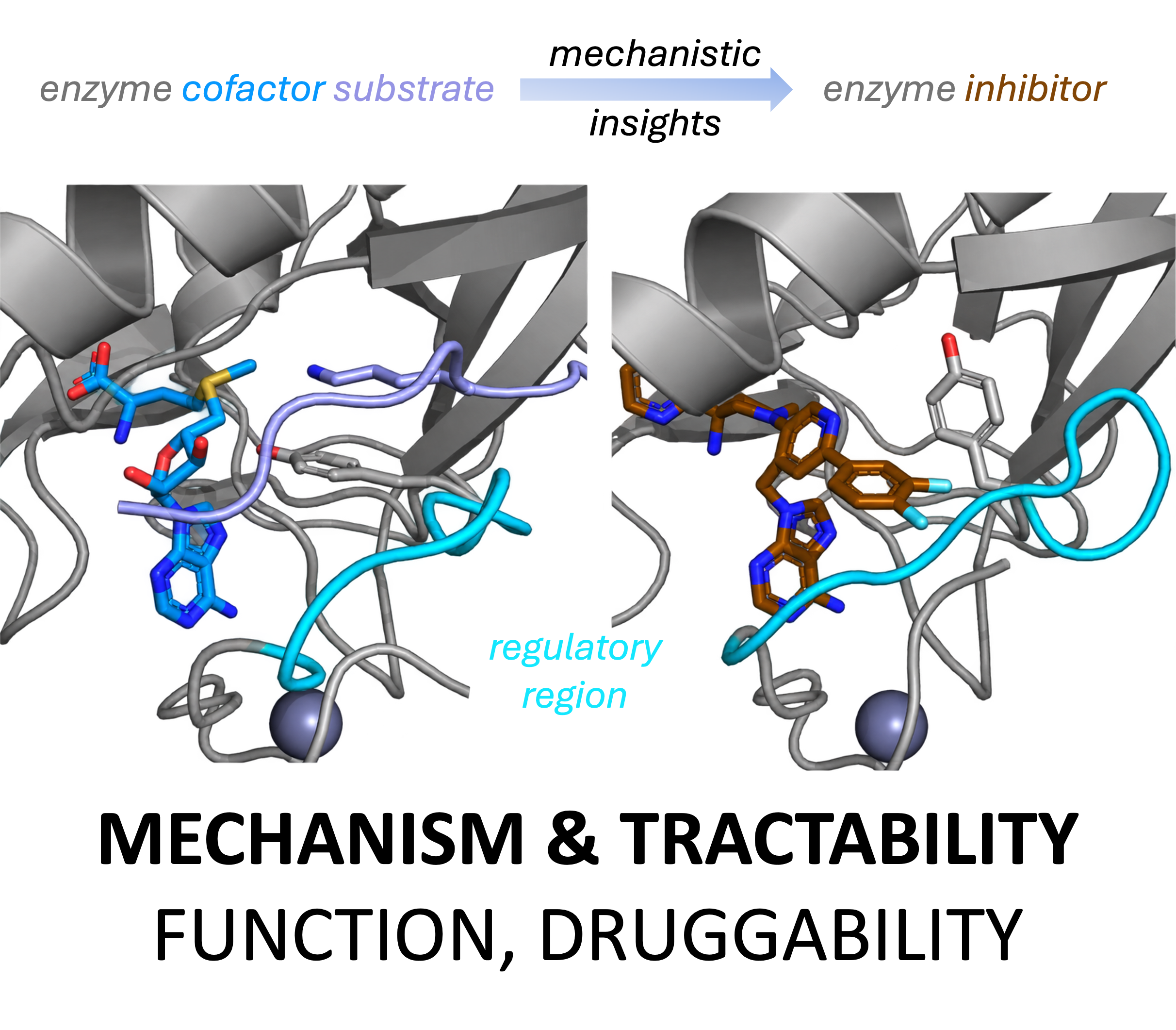 Mechanistic comparison of substrate-cofactor and inhibitor-bound states with a regulatory region